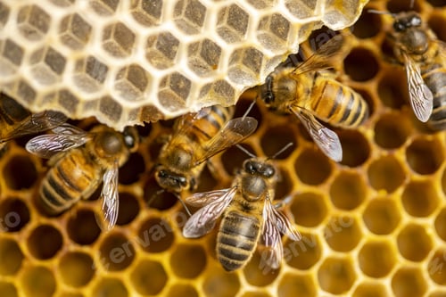 Preview: Macro closeup of bee hive with detail of h