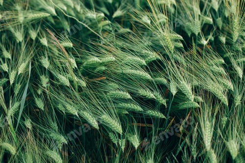 Preview: Beautiful barley ears in evening field, view above. Summer countryside