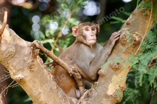Preview: Cute little monkey sits on tree trunk in public indian park against green plants backdrop