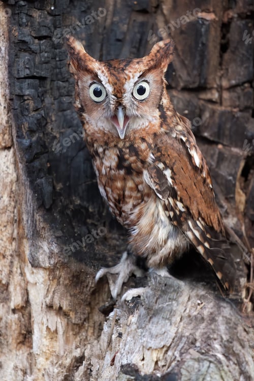 Preview: Screech Owl