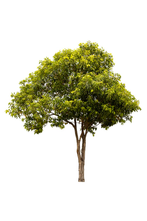 Preview: A big tree isolated on white background