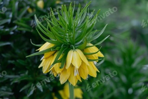 Preview: Close up of yellow fritillaria imperialis flowers on the spring time