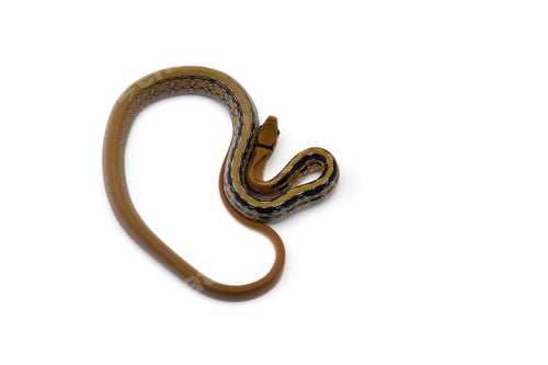Preview: Copper-headed Trinket snake isolated on white background