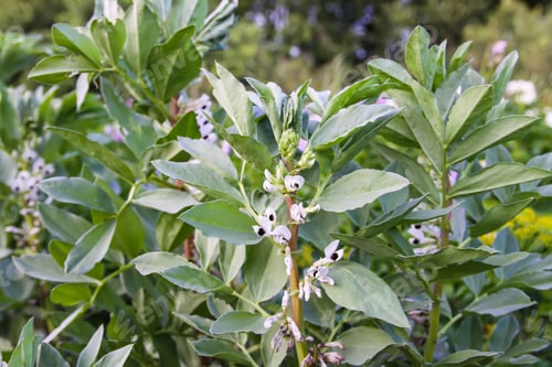 Preview: Organic vegetables grow on the farm field. Flowering beans.