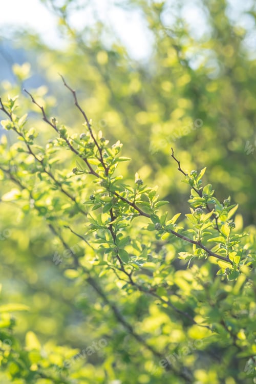 Preview: A branch with young leaves in natural conditions in spring.