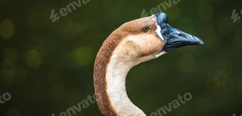 Preview: Chinese goose long neck and knob bill close up.