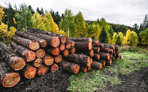 Preview: Raw tree trunks outdoors in a wood
