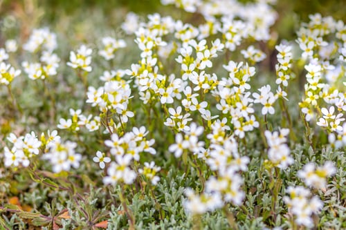 Preview: Close-up photo background with white little spring flowers on green grass, selected focus