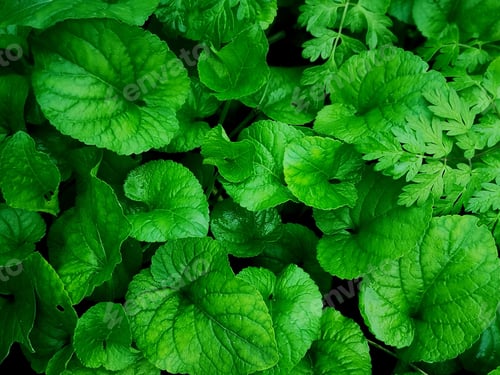 Preview: Lush green leaves