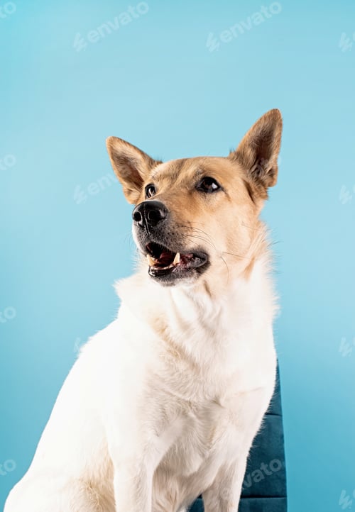 Preview: Mixed breed cute dog portrait on blue background