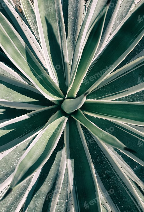 Preview: Cactus, succulent, top view, frame filled in