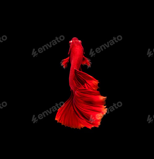 Preview: Betta fish, siamese fighting fish, betta splendens isolated on black background