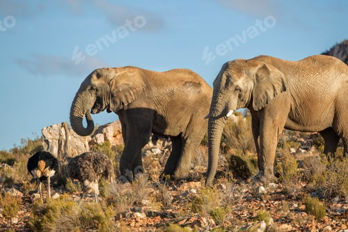 Preview: Two elephants and a bird roaming in the wild at sunset