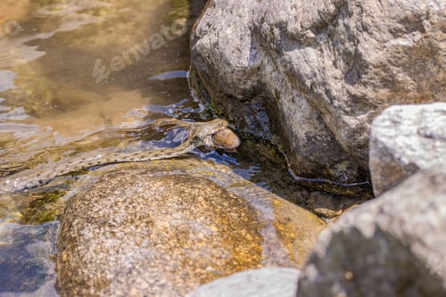 Preview: Wild grass snake is shown in the act of biting a trout fish in the Ticino river in Switzerland