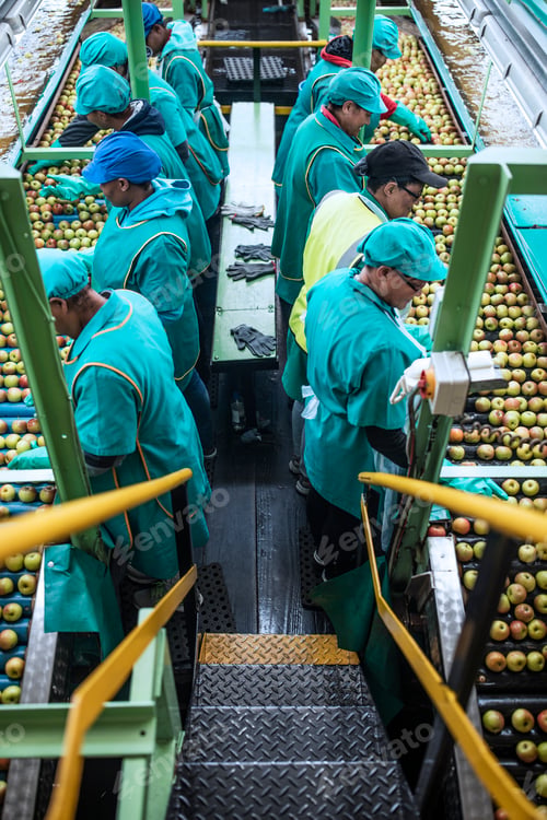 Preview: Women working in apple factory