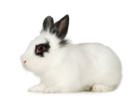 Preview: Rabbit