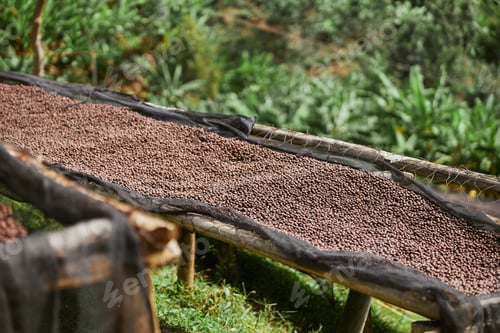 Preview: coffee natural drying process at washing station at the mountain region of eastern africa