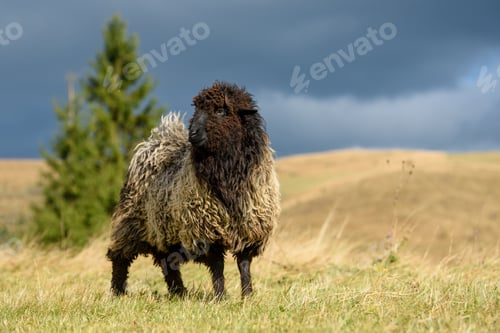 Preview: Mountain sheep grazing on pasture in autumn
