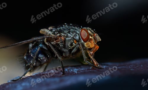 Preview: Macro shot of a gray fly with red eyes on a wet surface