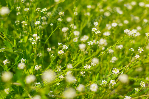 Preview: Bright green field filled with tiny white flowers in springtime sunlight