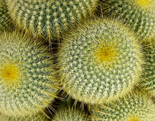 Preview: Cactus close up