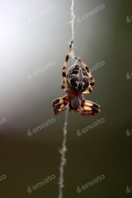 Preview: Spider