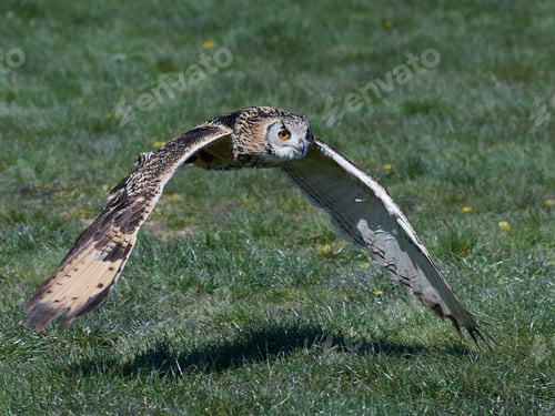 Preview: Eurasian eagle-owl (Bubo bubo)