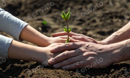 Preview: Father and child are planting a tree. Selective focus.