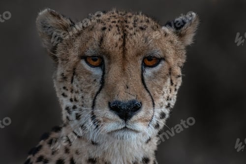 Preview: A portrait of a cheetah, Acinonyx jubatus, direct gaze, red eyes