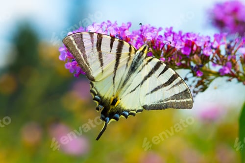 Preview: beautiful butterfly resting