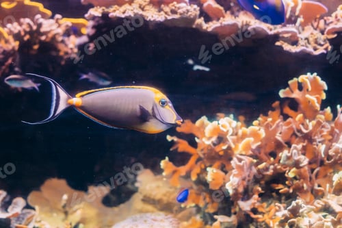 Vista previa: Barcheek Unicornfish Or Clown Tang Or Masked Unicornfish Fish Na