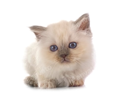 Preview: birman kitten in studio