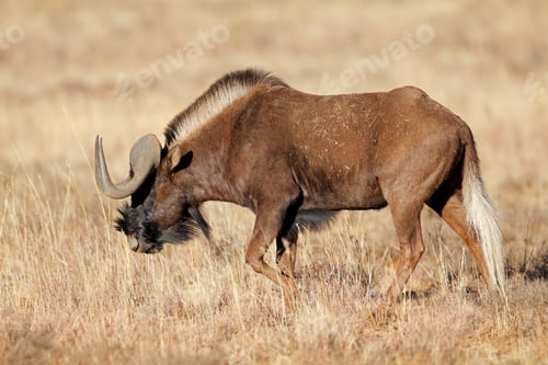 Preview: Black wildebeest walking in grassland