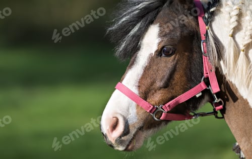 Preview: Cute pony in red halter