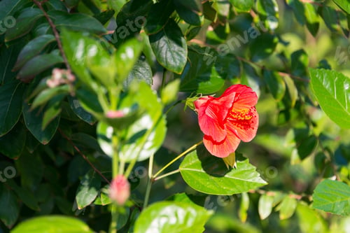 Preview: Sideways view of red hibiscus flower