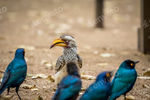 Preview: Yellow-billed hornbill with Glossy starlings.