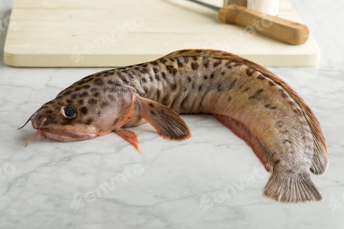 Preview: Fresh raw spotted wolffish