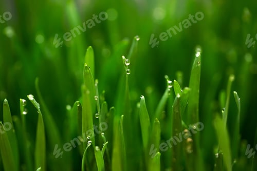 Preview: Fresh green wheat grass with drops dew.