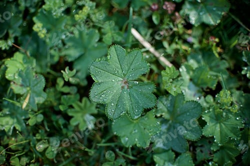 Preview: Green background of a morning dew on the common lady's mantle leaves