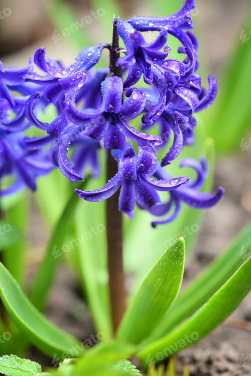 Preview: Purple Hyacinthus in a garden. Garden hyacinth with white bloomi