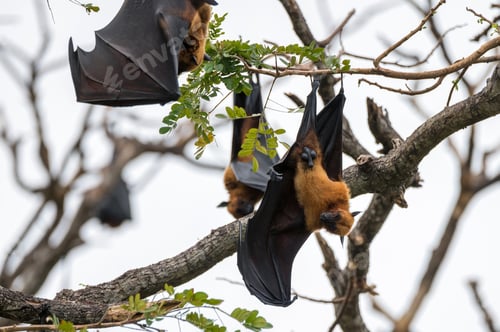 Preview: Indian flying-foxes or Pteropus medius hanging in a tree