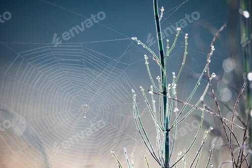 Preview: Beautiful texture of web with dew drops.