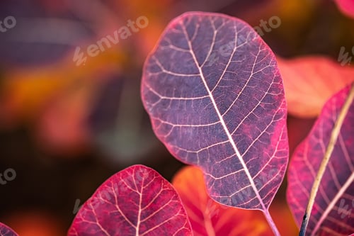 Preview: Autumn leaves colored purple
