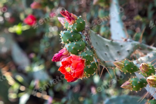 Preview: Red cactus flower blooms on green cactus plant