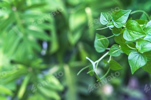 Preview: Close-up of Peperomia pellucida, or pepper elder, a shining bush plant