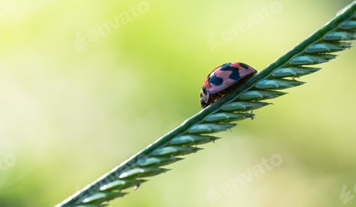 Preview: Lady bug, golden beetle insect on branch tree