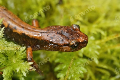 Preview: Plethodon vehiculum - Western redback salamander (red/orange form)