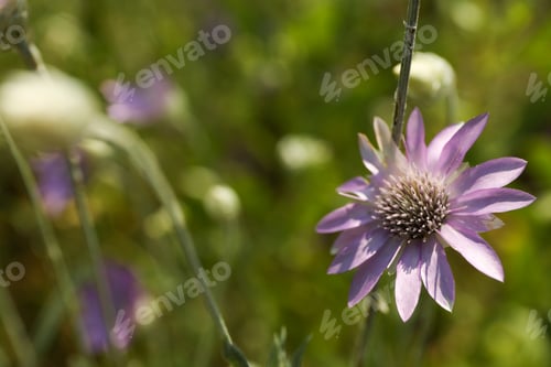 Preview: Amazing wildflower. Beautiful summer field. Summer nature