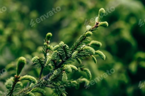 Preview: Close up of pine tree