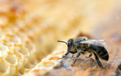 Preview: working bee